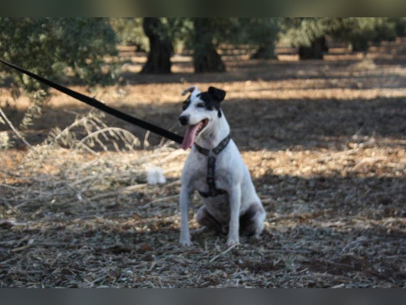 LAKY-freundlich, gesellig, lebhaft, fröhlich wartet sie sehnsüchtig auf ihre liebevolle Familie