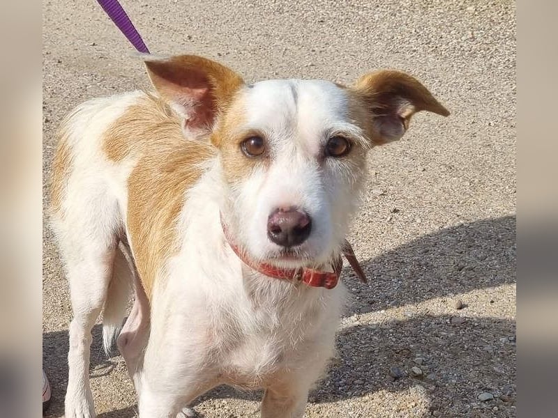 TOBY-hatte ein schönes Zuhause und wurde von Herzen geliebt-sucht dringend sein neues Zuhause