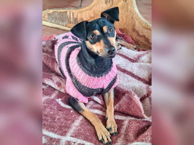 Herzallerliebste PINKY-sehr lieb, verschmust,sozial auf der Suche nach liebevollem Für-immer-Zuhause