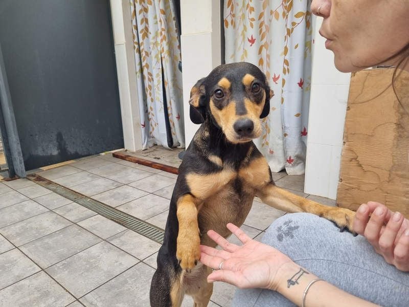 Unkomplizierte BRIGITTE-liebevoll, voller Vertrauen und mit Hoffnung auf ein lievevolles Zuhause