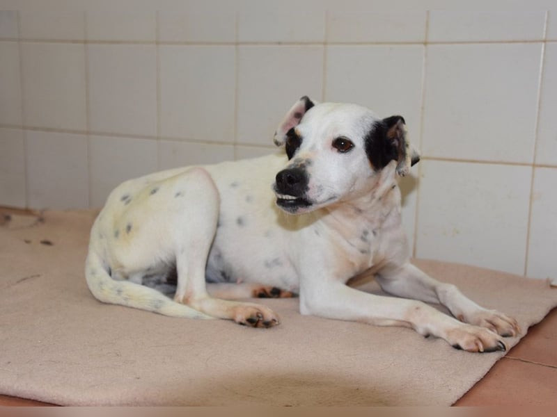 Zuckersüße LENI-lieb, sanft, bescheiden, ruhig wartet sie sehnsüchtig auf ihr liebevolles Zuhause