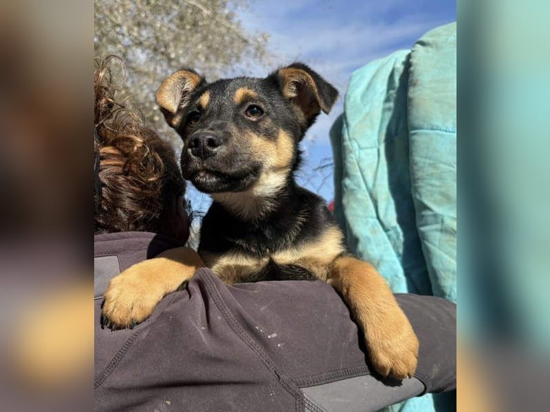 Süß, süßer, VALENTINO-aufgeweckt, voller verspielter Freude wartet er auf gepacktem Köfferchen