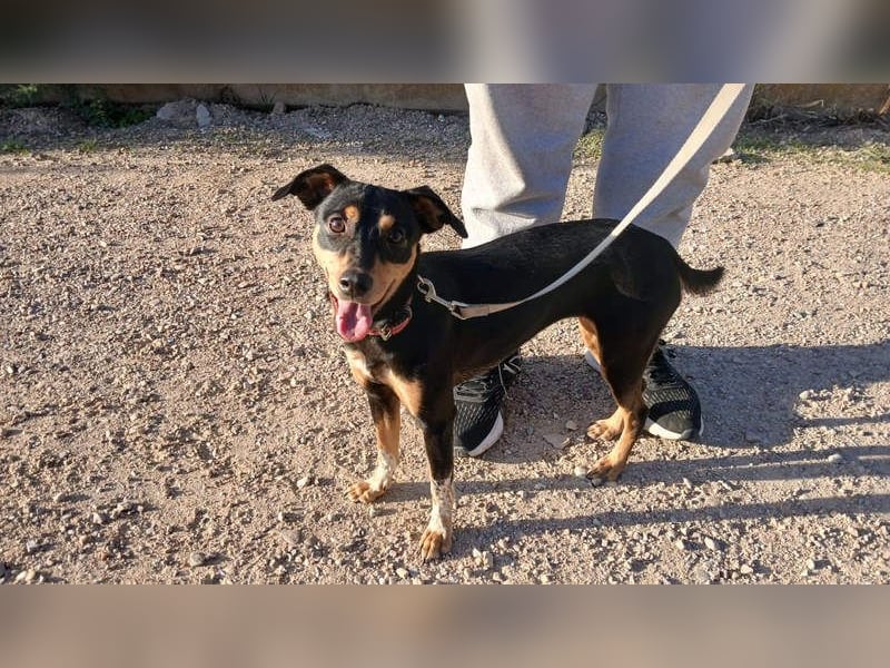 ZOE-überaus freundliche kleine Maus sucht sehnsüchtig ihr liebevolles Für-immer-Zuhause