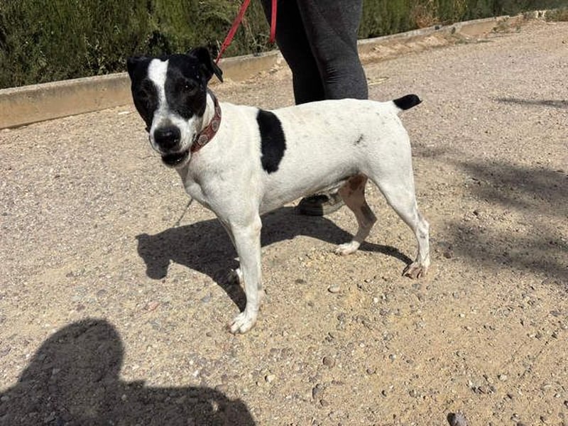 GOLFO-fröhlicher Menschenfreund sucht sein Für-immer-Zuhause