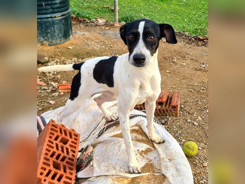 MASAI-sehr lieb, sanfte Seele sucht ihr liebevolles Für-immer-Zuhause