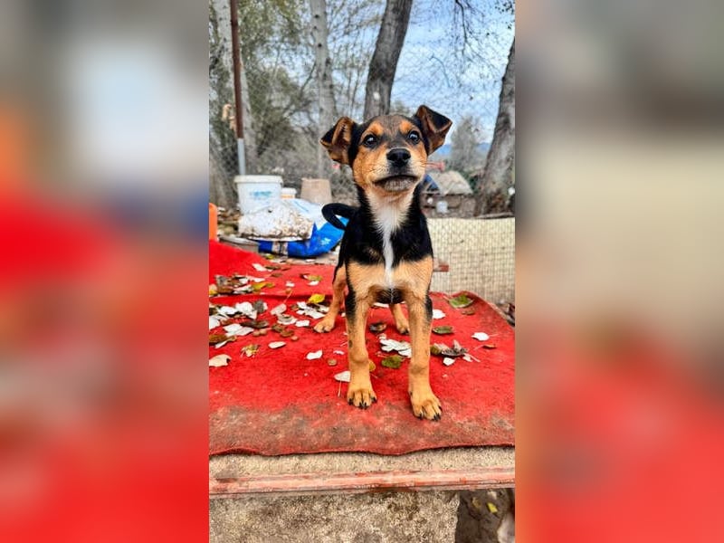 Süß, süßer ESTESO-aufgeweckt, voller verspielter Freude sitzt er auf gepacktem Köfferchen