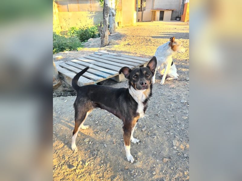 Zuckersüße KENIA-sanft, zärtlich hatte schon eine Familie und wartet auf neues Für-immer-Zuhause