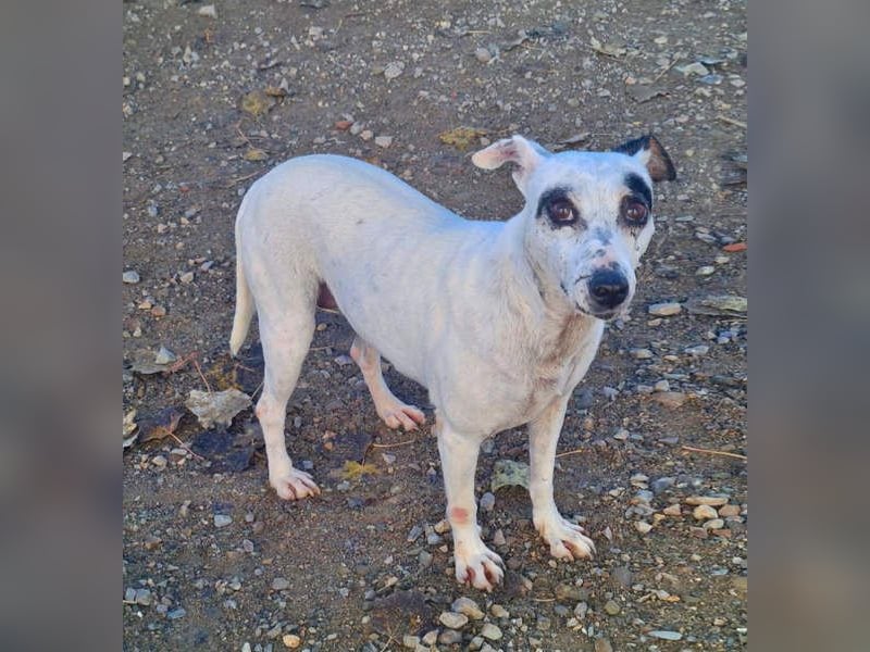 ENOLA-wartet auf ihr liebevolles Zuhause in dem sie für immer glücklich sein darf