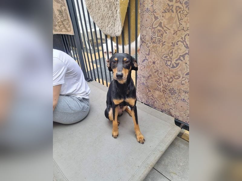 Unkomplizierte BARDOT-anhänglich, liebevoll, vertrauensvoll auf der Suche nach ihrer Für-immer-Fam.