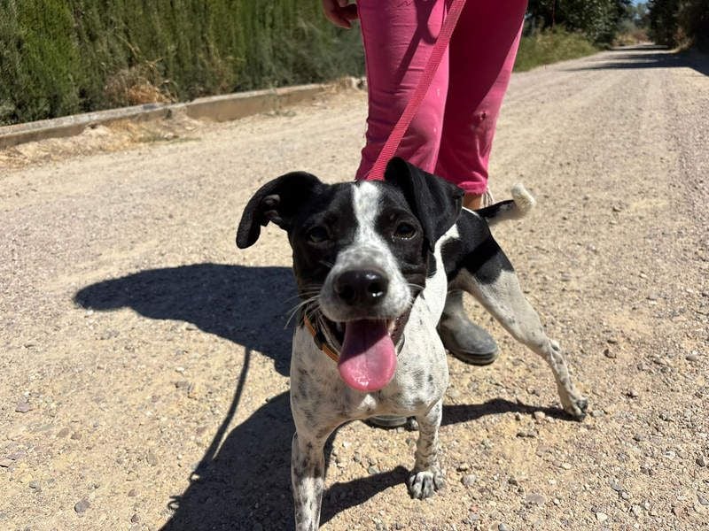 CHAKRA - freundlich, verspielt und intelligent