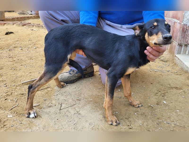 PEPITA-verspieltes, fröhiches Mädchen wartet sehnsüchtig auf liebevolles Für-immer-Zuhause