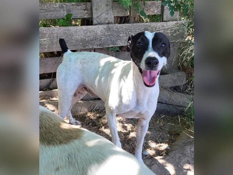 GOLFO-fröhlicher Menschenfreund sucht sein Für-immer-Zuhause