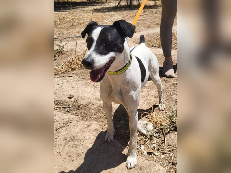 GOLFO-fröhlicher Menschenfreund sucht sein Für-immer-Zuhause