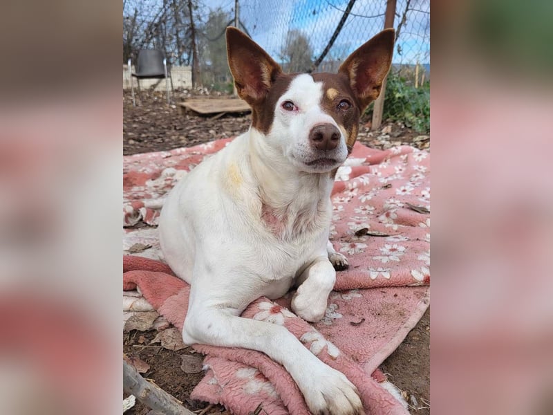 Süße CUQUI-anpassungsfähig, folgsam,hochmotiviert-wer bietet ihr ein liebevolles "Für-immer Zuhause"