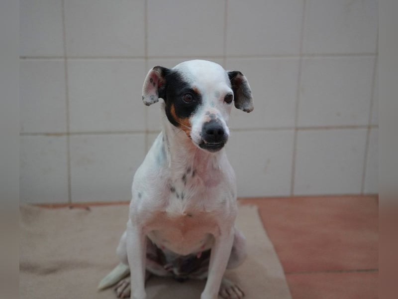 Zuckersüße LENI-lieb, sanft, bescheiden, ruhig wartet sie sehnsüchtig auf ihr liebevolles Zuhause