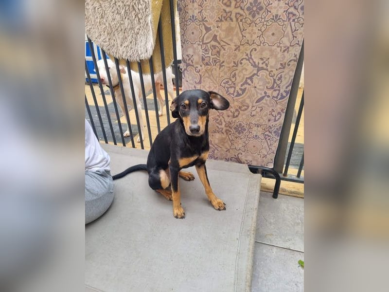 Unkomplizierte BARDOT-anhänglich, liebevoll, vertrauensvoll auf der Suche nach ihrer Für-immer-Fam.