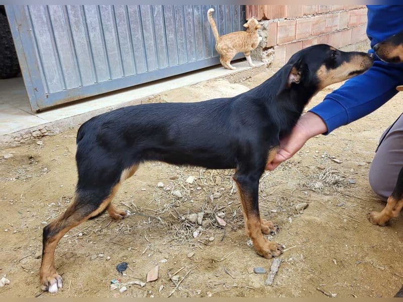 PEPITA-verspieltes, fröhiches Mädchen wartet sehnsüchtig auf liebevolles Für-immer-Zuhause
