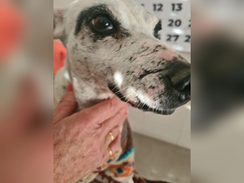 ENOLA-wartet auf ihr liebevolles Zuhause in dem sie für immer glücklich sein darf