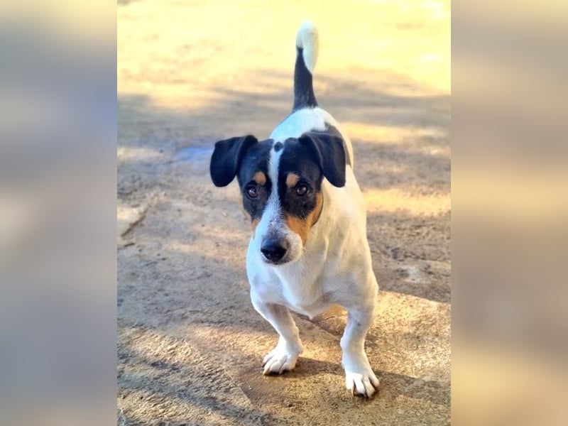 DUDLEY-menschenbezogen und verschmust sehnt er sich nach seiner liebevollen Für-immer Familie