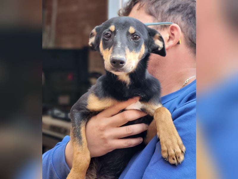 PEPITA-verspieltes, fröhiches Mädchen wartet sehnsüchtig auf liebevolles Für-immer-Zuhause