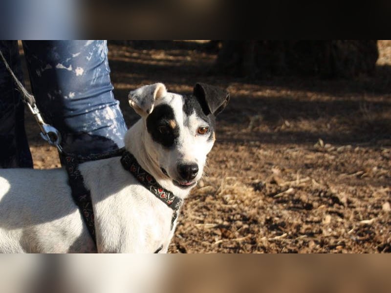 LAKY-freundlich, gesellig, lebhaft, fröhlich wartet sie sehnsüchtig auf ihre liebevolle Familie