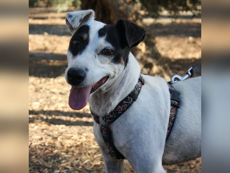 Volltreffer LAKI-steckt voller Energie, Lebensfreude mit gutem Gemüt sucht sehnsüchtig ihre Familie