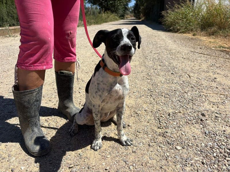 CHAKRA - freundlich, verspielt und intelligent