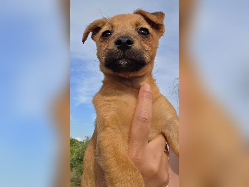 COCO-neugieriger Entdecker auf 4 Pfoten sucht liebevolles Für-immer-Zuhause