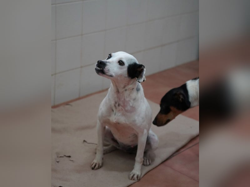 Zuckersüße LENI-lieb, sanft, bescheiden, ruhig wartet sie sehnsüchtig auf ihr liebevolles Zuhause