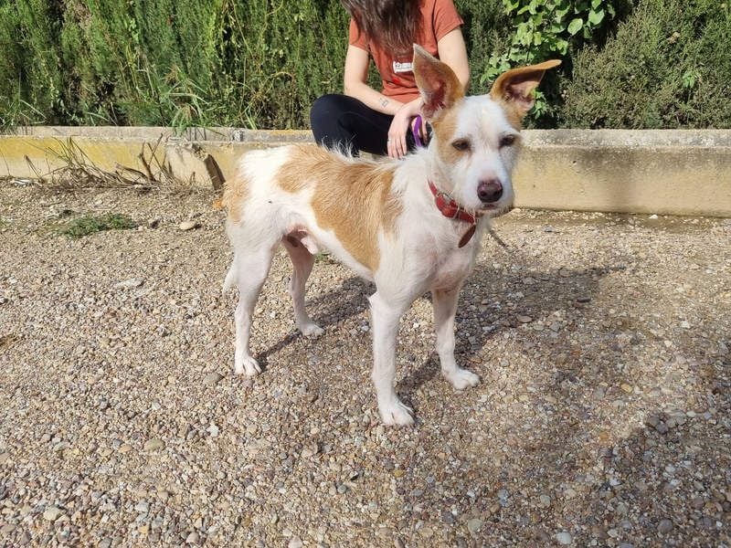 TOBY-hatte ein schönes Zuhause und wurde von Herzen geliebt-sucht dringend sein neues Zuhause