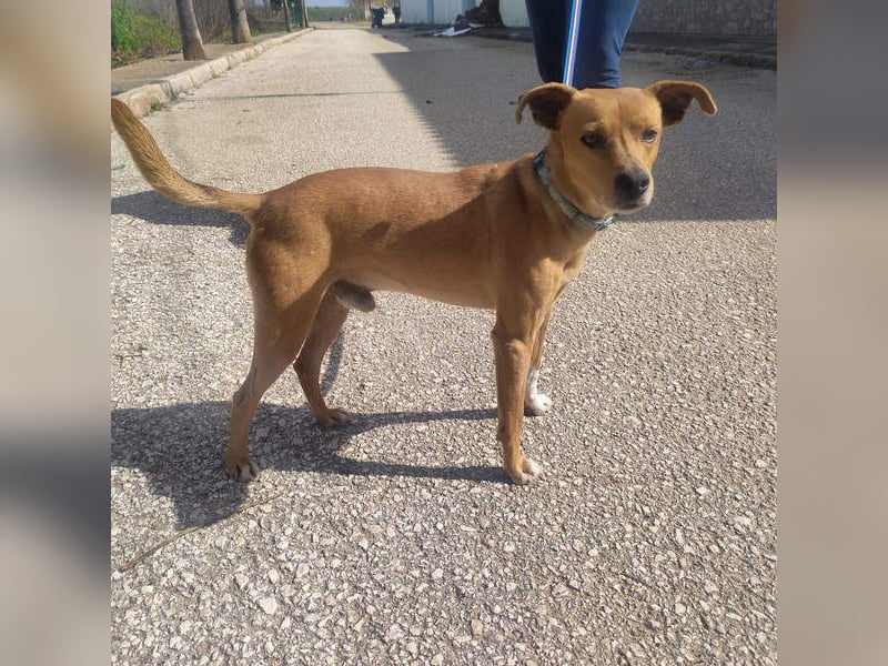 LEONARDO - anhänglich und gehorsam