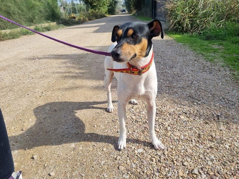 BAMBINO-sanfte, gelassene Seele mit großem Herzen wartet sehnsüchtig auf sein Für-Immer-Zuhause