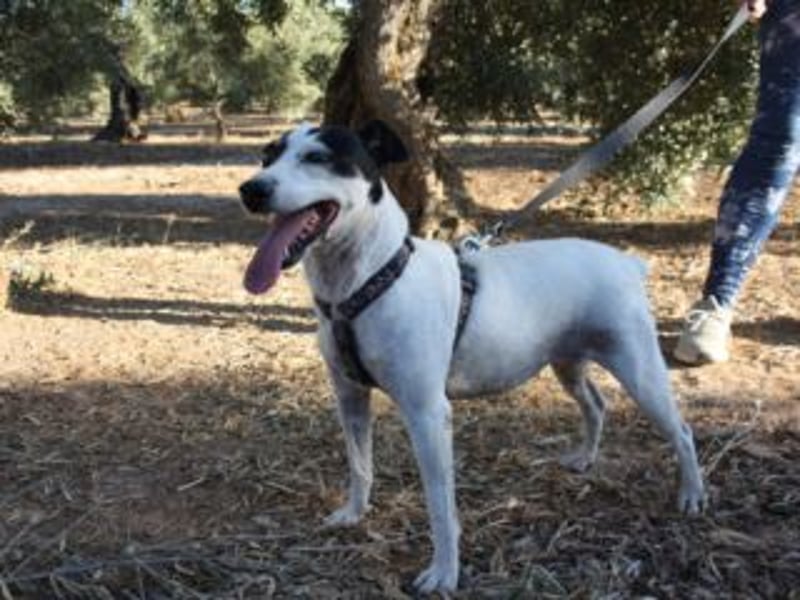 Volltreffer LAKI-steckt voller Energie, Lebensfreude mit gutem Gemüt sucht sehnsüchtig ihre Familie