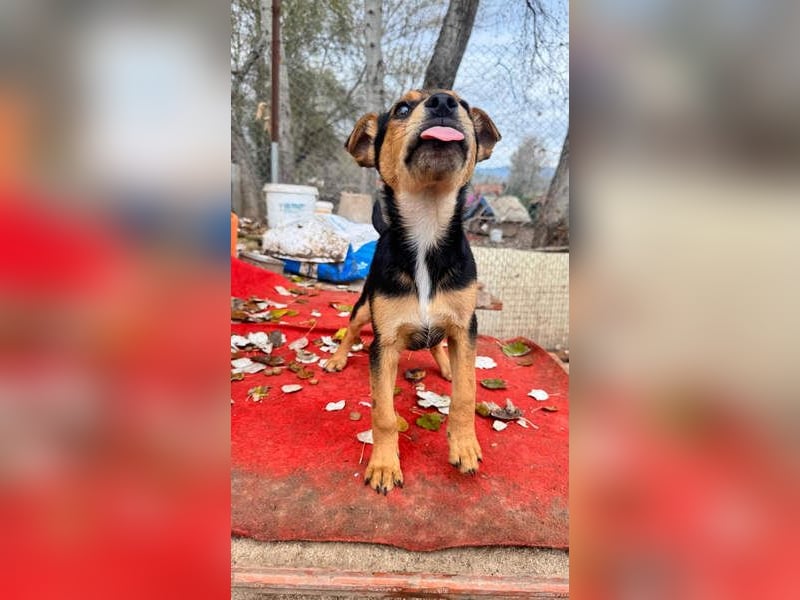 Süß, süßer ESTESO-aufgeweckt, voller verspielter Freude sitzt er auf gepacktem Köfferchen