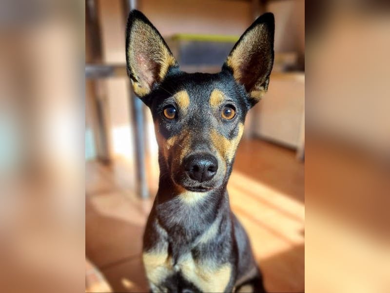 NEFERTARI-sehr liebes, zartes, verschmustes, soziales Hundemädchen sucht sein Für-immer-Plätzchen