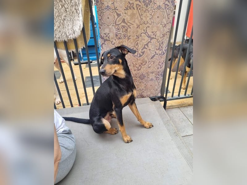 Unkomplizierte BARDOT-anhänglich, liebevoll, vertrauensvoll auf der Suche nach ihrer Für-immer-Fam.