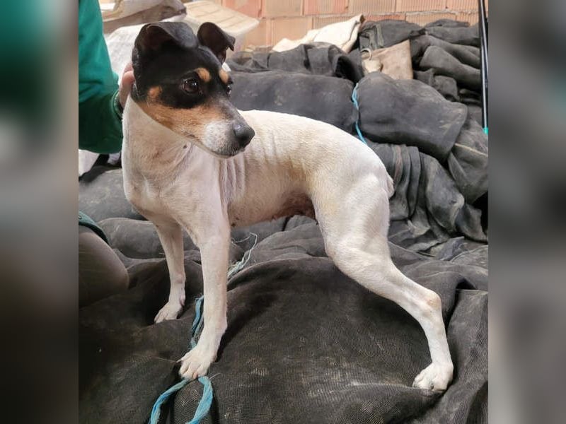 O`HARA - gesellig und anhänglich