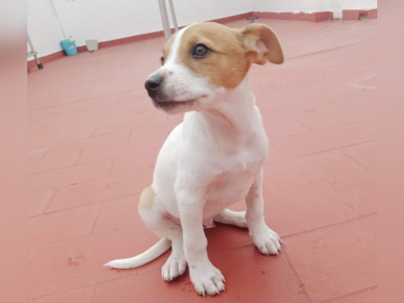 JACKIE-gut sozialisierter, unbeschwerter, liebevoller Schatz sucht sein Für-immer-Zuhause