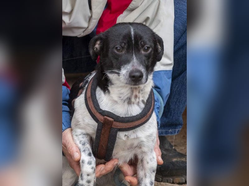 ORION-keiner Sonnenschein sucht dringend liebevolles Für-immer-Zuhause