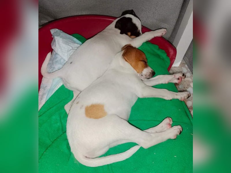 JACKIE-gut sozialisierter, unbeschwerter, liebevoller Schatz sucht sein Für-immer-Zuhause