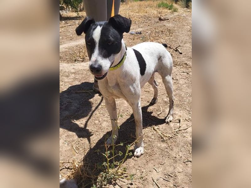 GOLFO-fröhlicher Menschenfreund sucht sein Für-immer-Zuhause