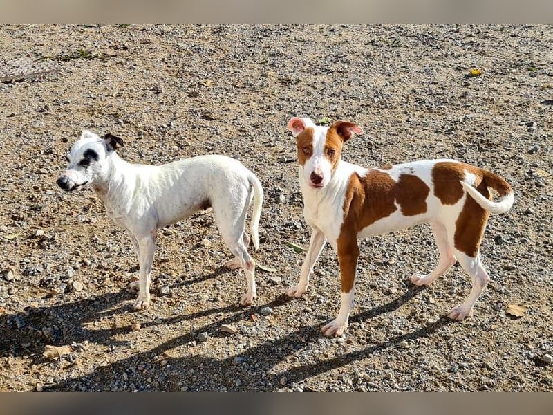 ENOLA-wartet auf ihr liebevolles Zuhause in dem sie für immer glücklich sein darf