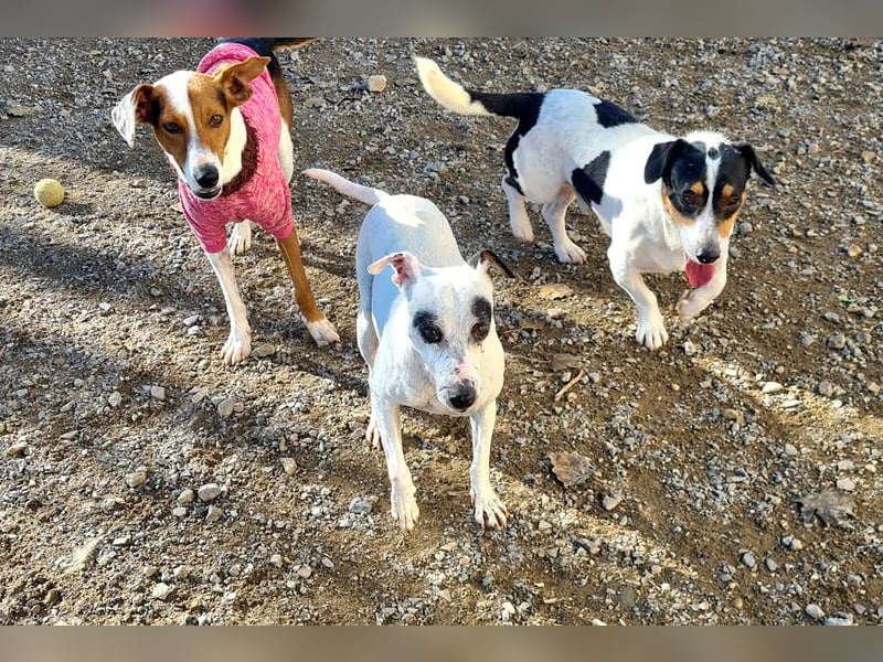 ENOLA-wartet auf ihr liebevolles Zuhause in dem sie für immer glücklich sein darf