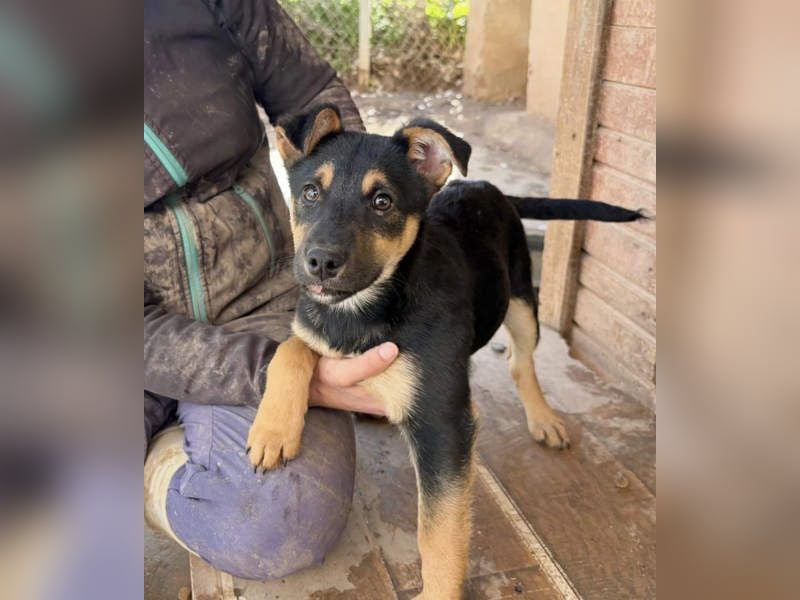 Süß, süßer, VALENTINO-aufgeweckt, voller verspielter Freude wartet er auf gepacktem Köfferchen