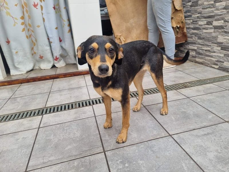 Unkomplizierte BRIGITTE-liebevoll, voller Vertrauen und mit Hoffnung auf ein lievevolles Zuhause