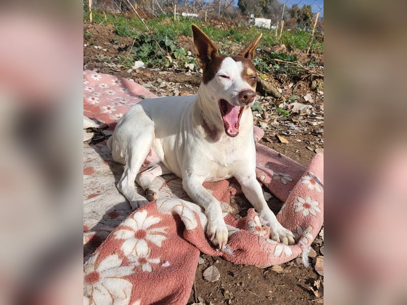 Süße CUQUI-anpassungsfähig, folgsam,hochmotiviert-wer bietet ihr ein liebevolles "Für-immer Zuhause"