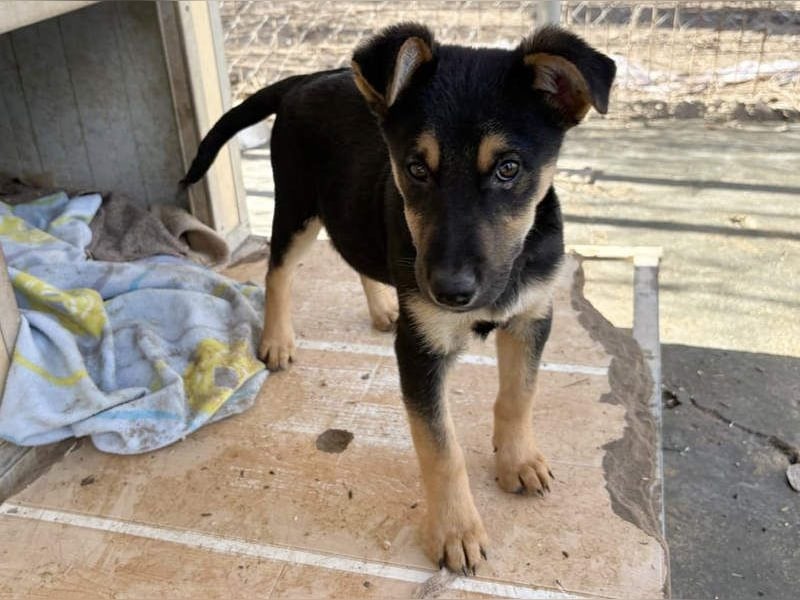 Süß, süßer, VALENTINO-aufgeweckt, voller verspielter Freude wartet er auf gepacktem Köfferchen