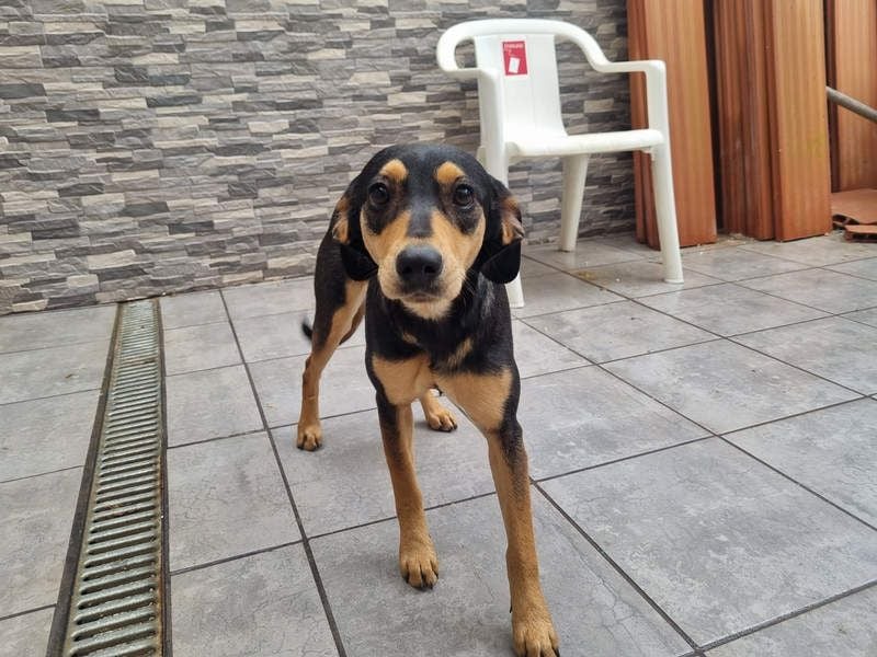 Unkomplizierte BRIGITTE-liebevoll, voller Vertrauen und mit Hoffnung auf ein lievevolles Zuhause