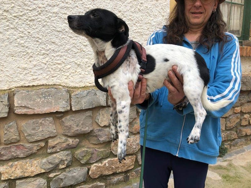 ORION-keiner Sonnenschein sucht dringend liebevolles Für-immer-Zuhause