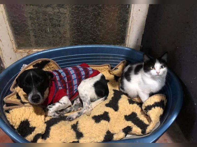 ORION-keiner Sonnenschein sucht dringend liebevolles Für-immer-Zuhause